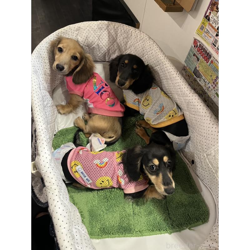 販売中の大阪府のミニチュアダックスフンド(ロングヘアード)-395383の3枚目