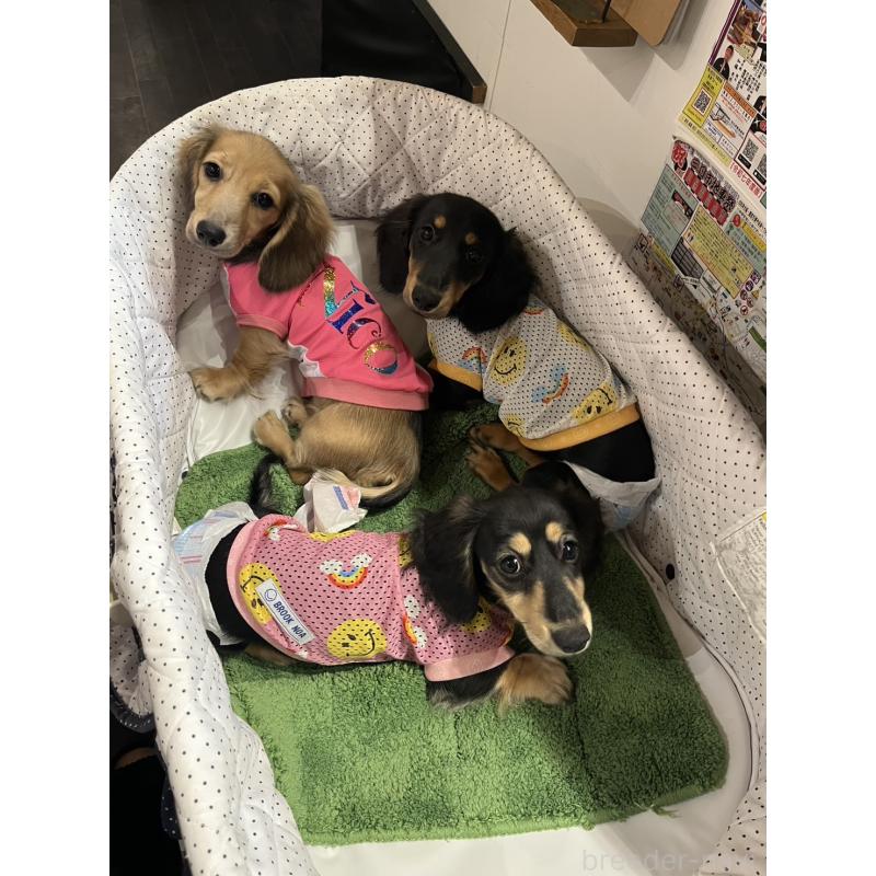 販売中の大阪府のミニチュアダックスフンド(ロングヘアード)-395383の2枚目