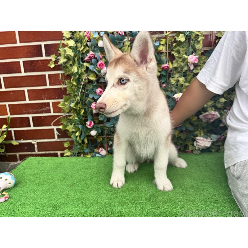 成約済の茨城県のシベリアンハスキー-406711の4枚目