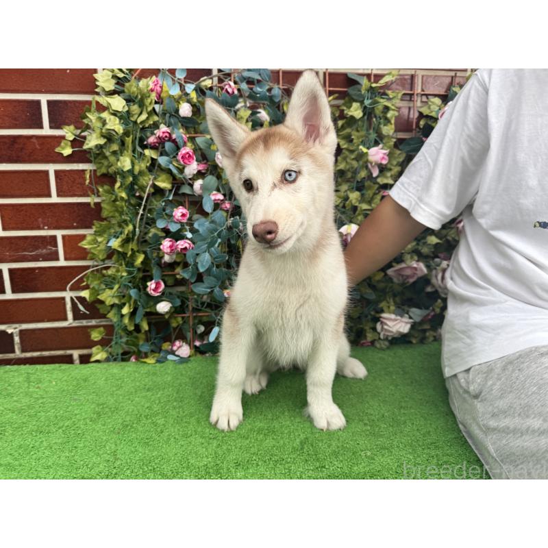 成約済の茨城県のシベリアンハスキー-406711の3枚目