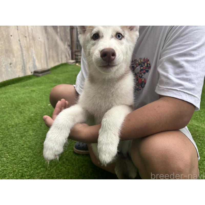 成約済の茨城県のシベリアンハスキー-406711の2枚目