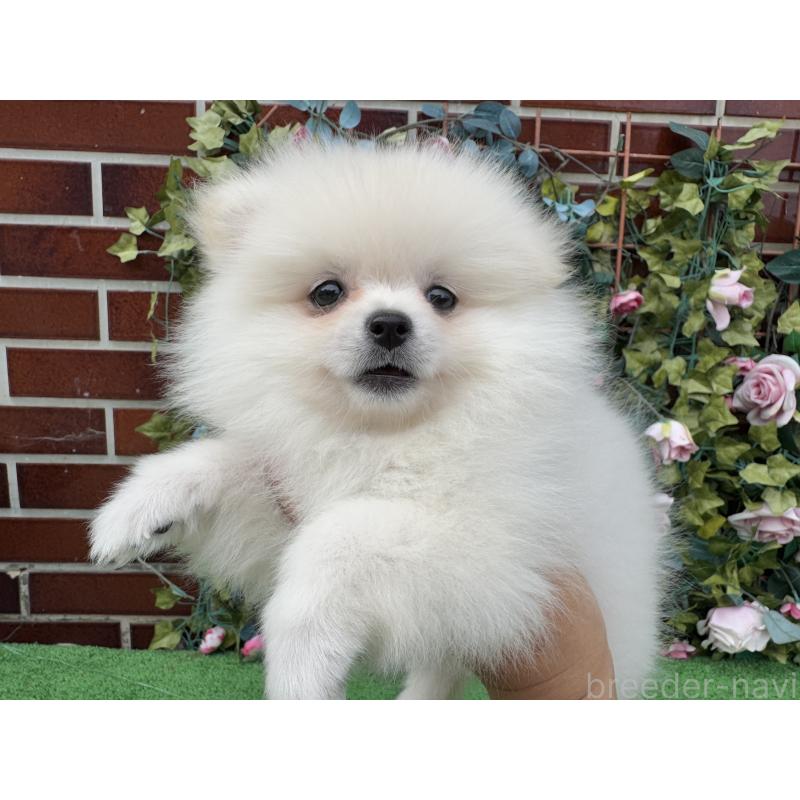 販売中の茨城県のポメラニアン-416322の8枚目