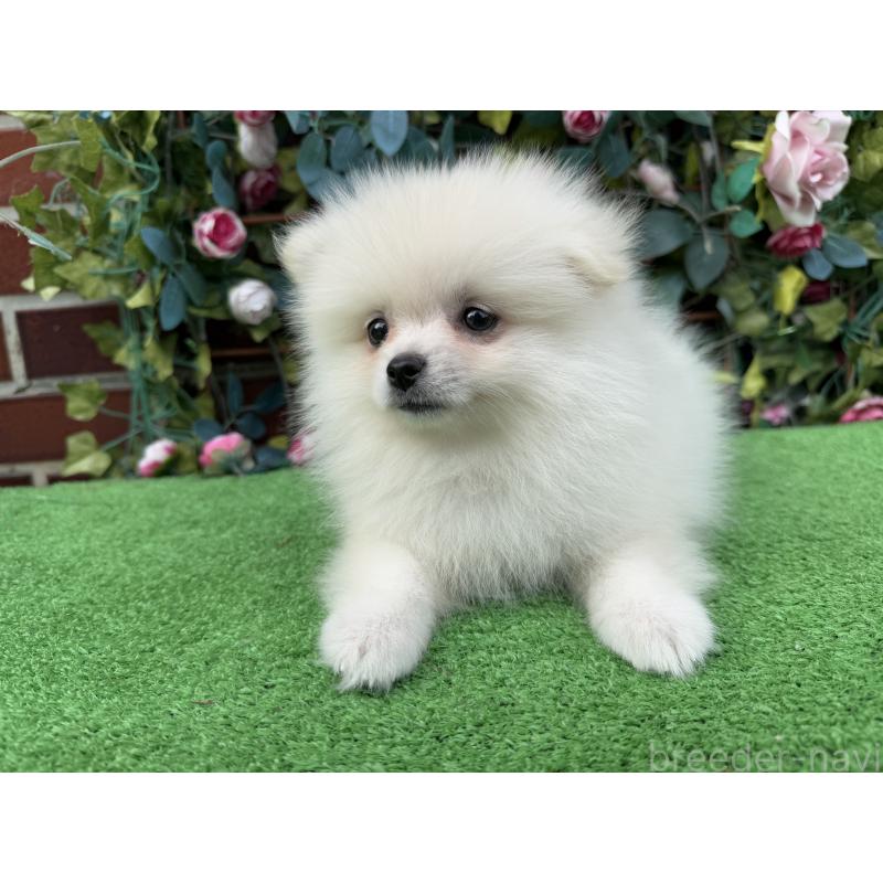 販売中の茨城県のポメラニアン-416322の7枚目