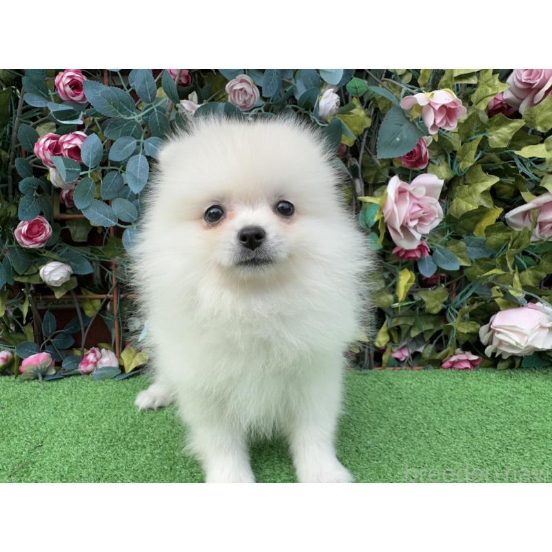 販売中の茨城県のポメラニアン-416322の6枚目