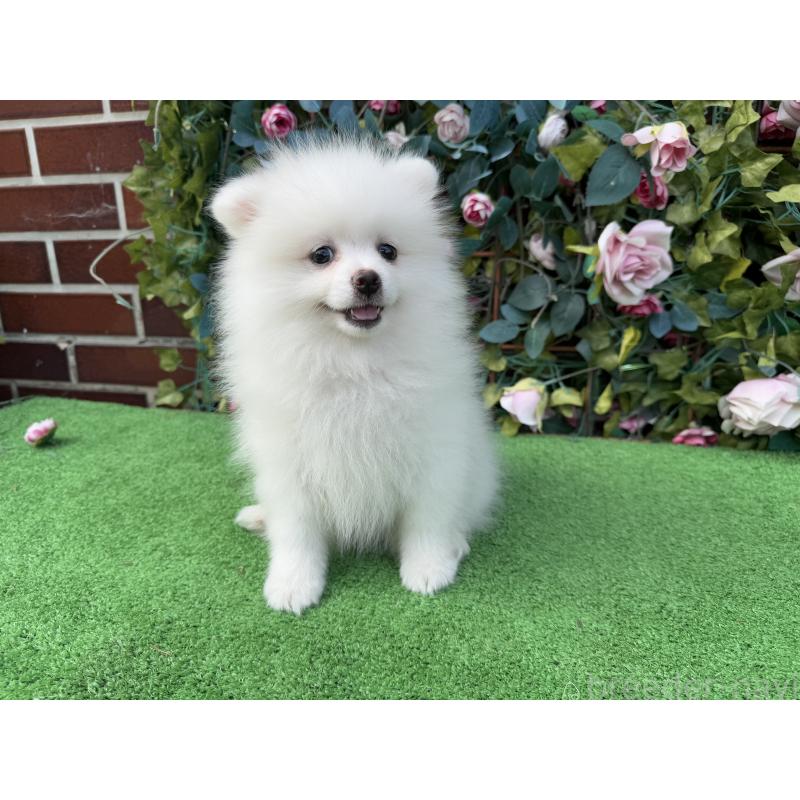 販売中の茨城県のポメラニアン-416320の7枚目