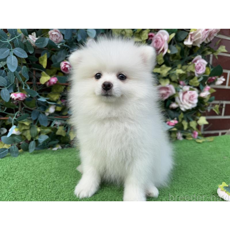 販売中の茨城県のポメラニアン-416320の5枚目