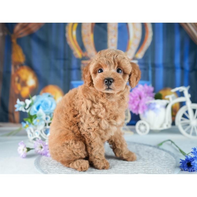 販売中の茨城県のトイプードル-418449の4枚目