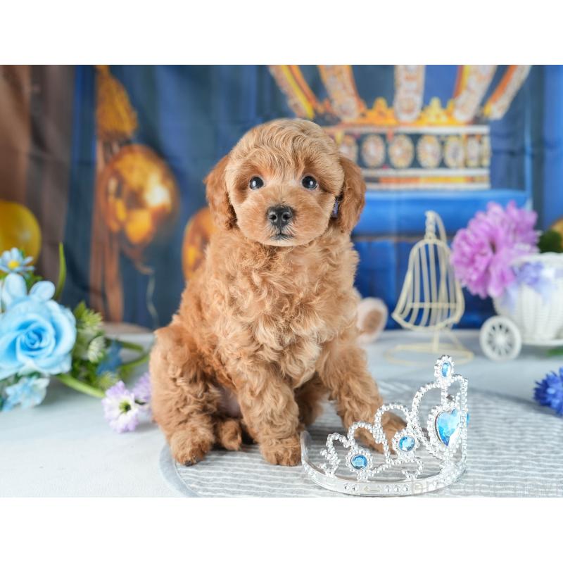 販売中の茨城県のトイプードル-418449の3枚目