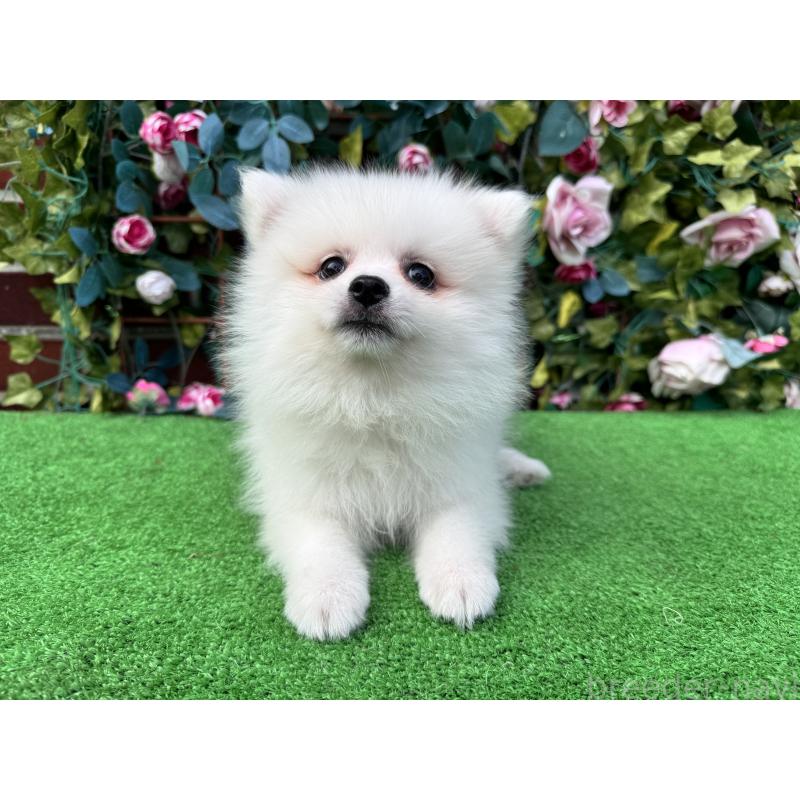 販売中の茨城県のポメラニアン-416319の5枚目