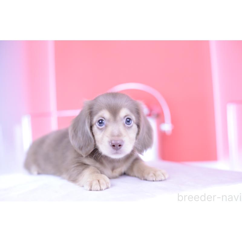 成約済の愛知県のカニンヘンダックスフンド(ロングヘアード)-414973の12枚目