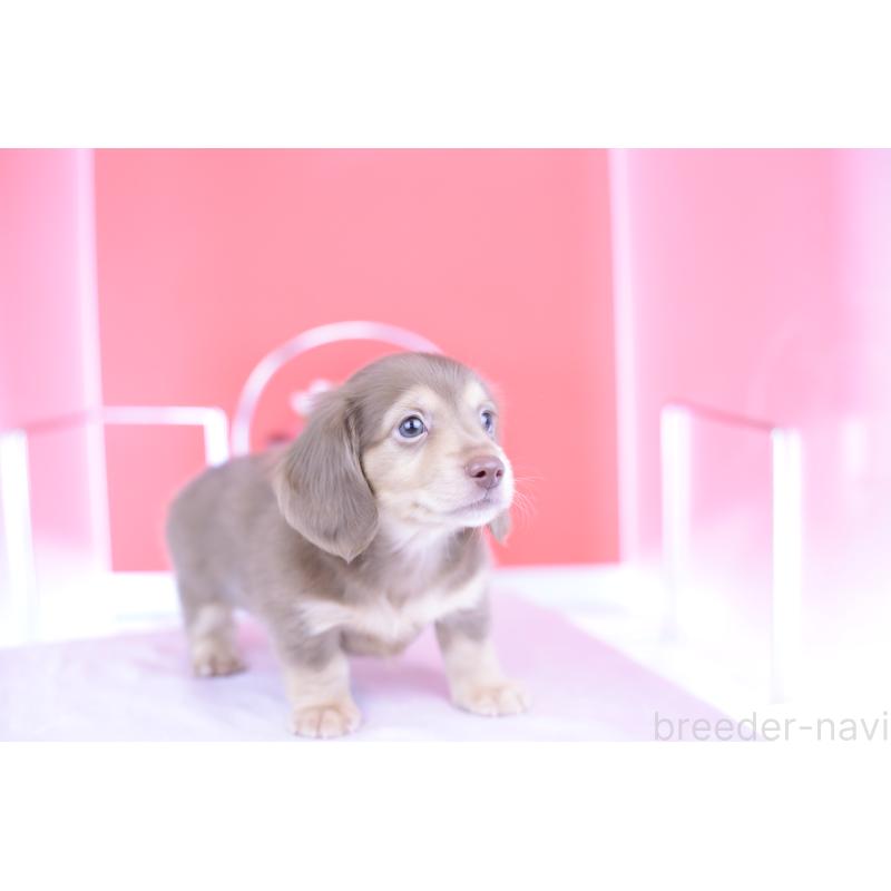 成約済の愛知県のカニンヘンダックスフンド(ロングヘアード)-414973の6枚目