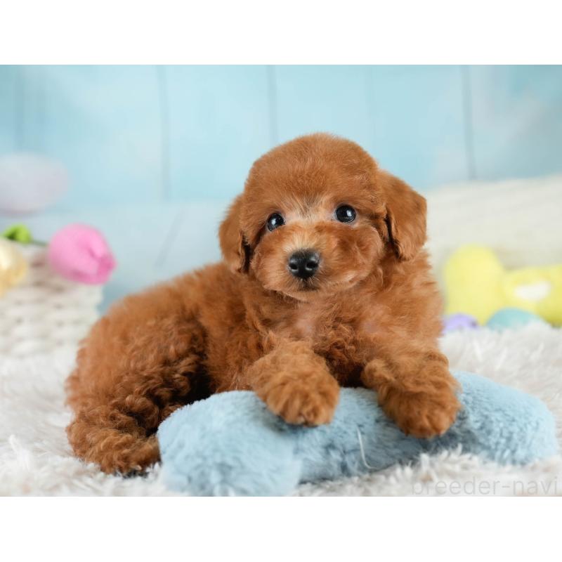 販売中の埼玉県のトイプードル-418452の7枚目