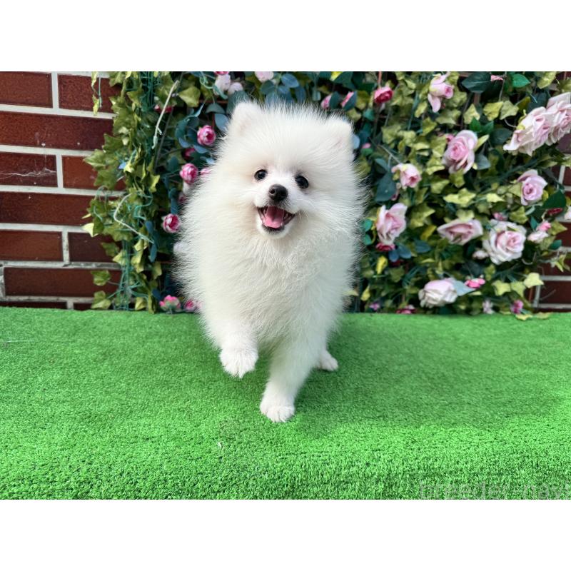 販売中の茨城県のポメラニアン-411670の2枚目