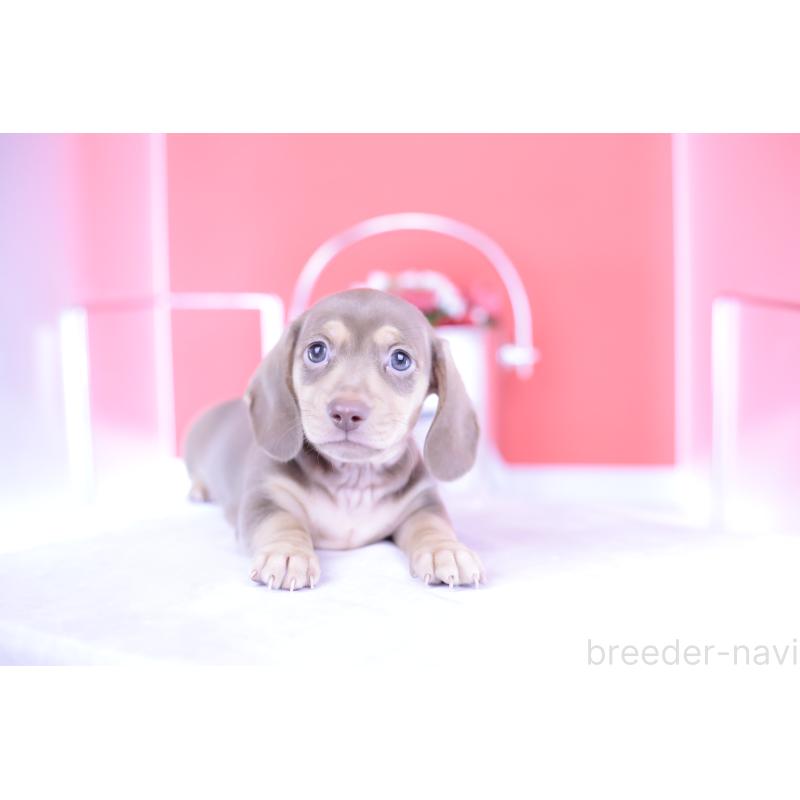 成約済の愛知県のカニンヘンダックスフンド(スムースヘアード)-414976の15枚目