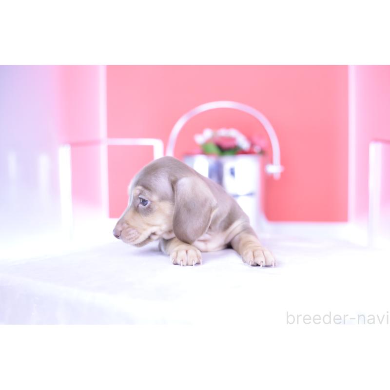 成約済の愛知県のカニンヘンダックスフンド(スムースヘアード)-414976の14枚目