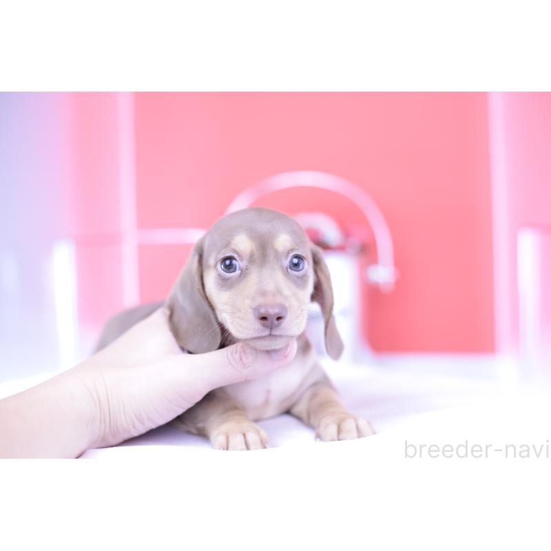 成約済の愛知県のカニンヘンダックスフンド(スムースヘアード)-414976の11枚目