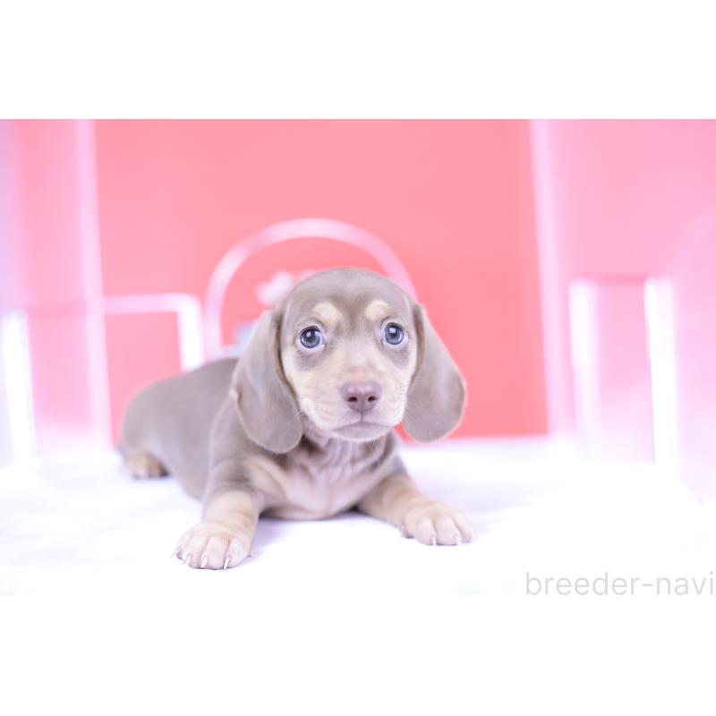 成約済の愛知県のカニンヘンダックスフンド(スムースヘアード)-414976の10枚目