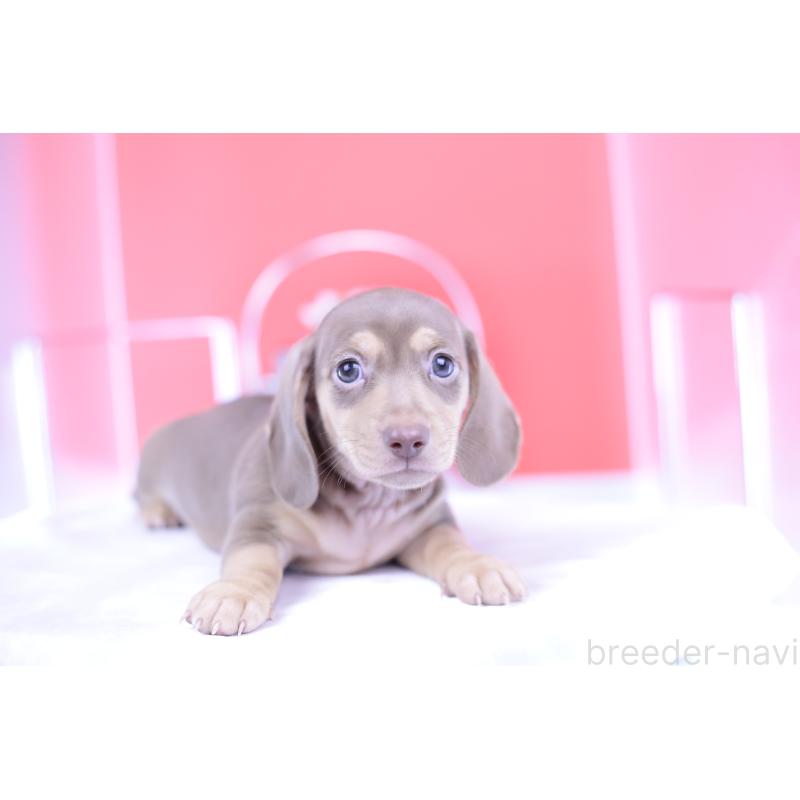 成約済の愛知県のカニンヘンダックスフンド(スムースヘアード)-414976の9枚目