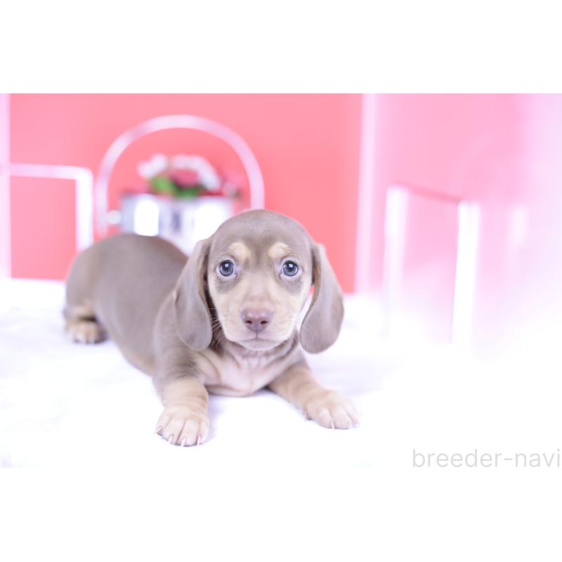 成約済の愛知県のカニンヘンダックスフンド(スムースヘアード)-414976の8枚目