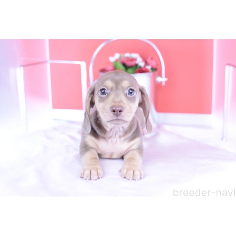 成約済の愛知県のカニンヘンダックスフンド(スムースヘアード)-414976の7枚目