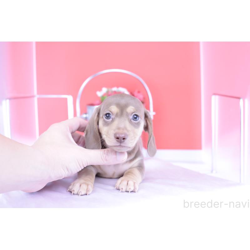 成約済の愛知県のカニンヘンダックスフンド(スムースヘアード)-414976の6枚目