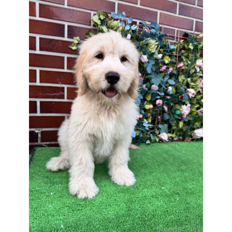 販売中の茨城県のゴールデンドゥードル:ゴールデンレトリーバー×プードル-406706の4枚目