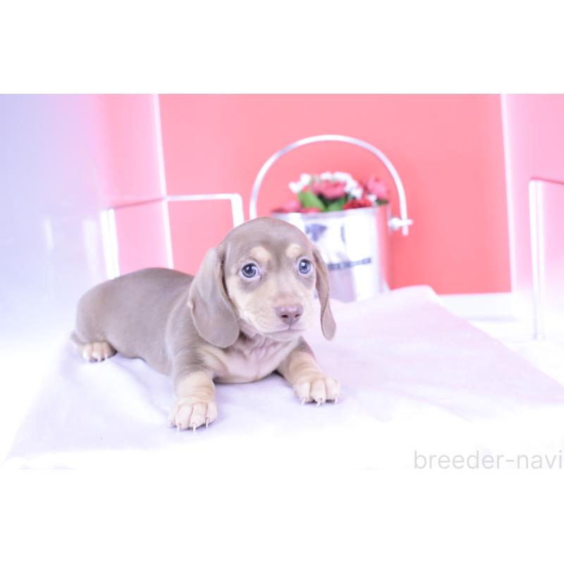 成約済の愛知県のカニンヘンダックスフンド(スムースヘアード)-414976の4枚目