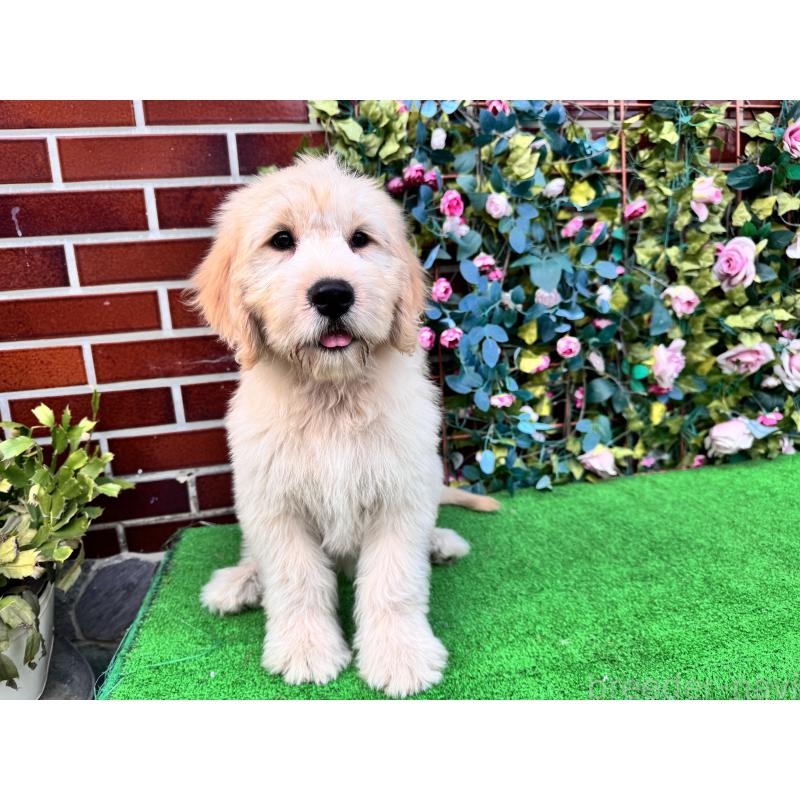 販売中の茨城県のゴールデンドゥードル:ゴールデンレトリーバー×プードル-406706の3枚目