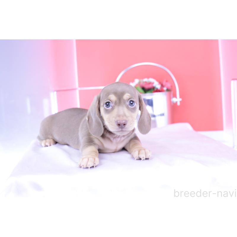 成約済の愛知県のカニンヘンダックスフンド(スムースヘアード)-414976の3枚目