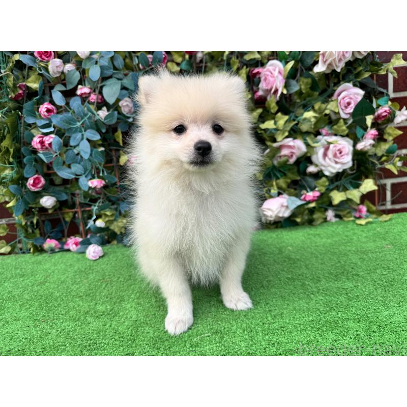 販売中の茨城県のポメラニアン-410151の3枚目
