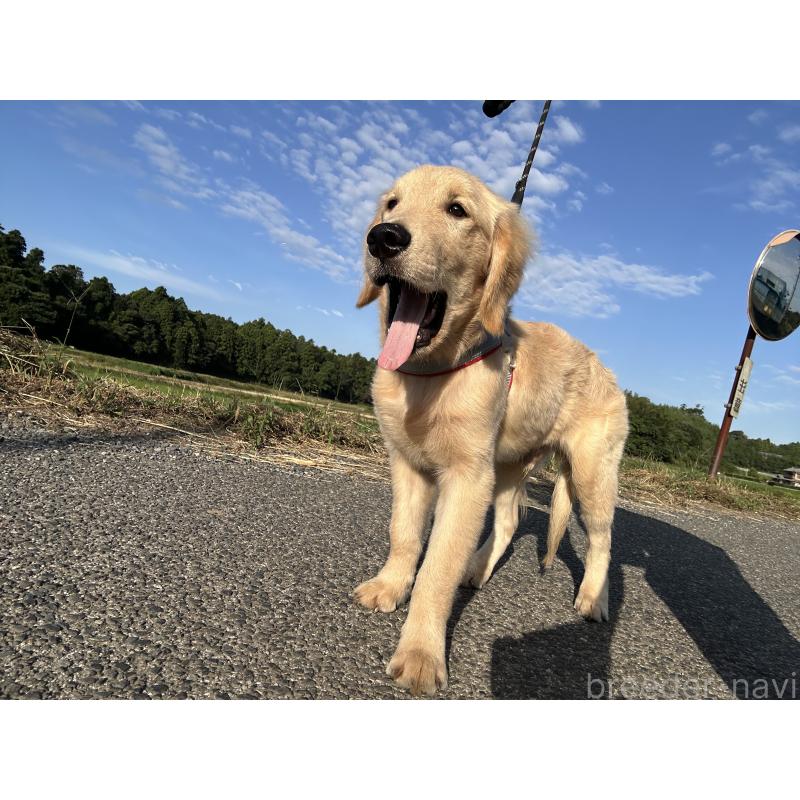 販売中の千葉県のゴールデンレトリーバー-391660の3枚目