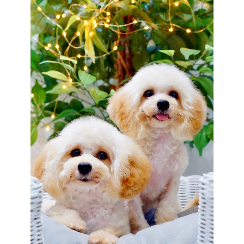 販売中の兵庫県のタイニープードル-392744の3枚目