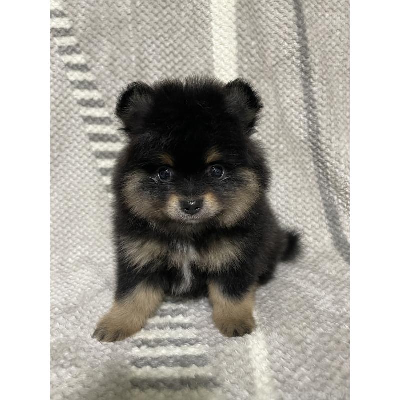 販売中の三重県のポメラニアン-418471の3枚目