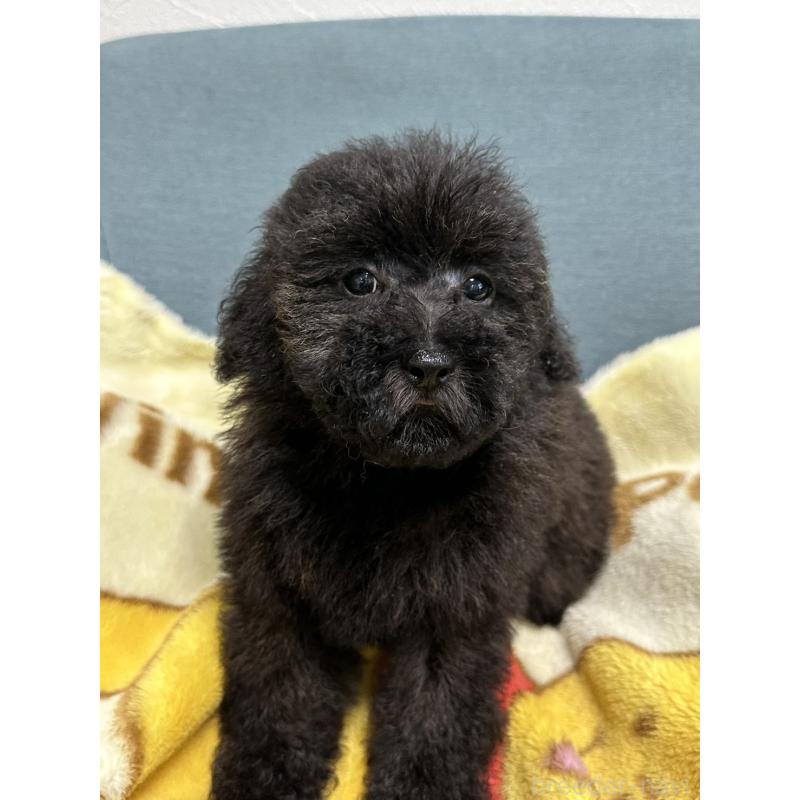 商談中の岡山県のトイプードル-407435の4枚目