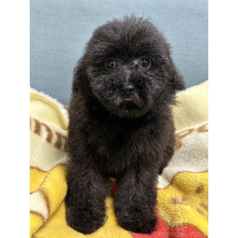 商談中の岡山県のトイプードル-407435の5枚目