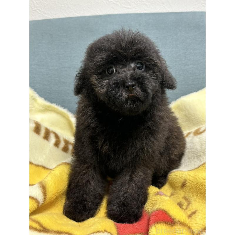 商談中の岡山県のトイプードル-407435の3枚目