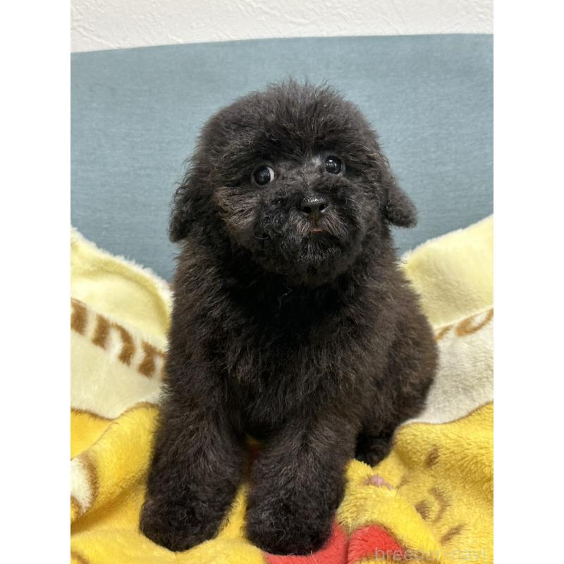 商談中の岡山県のトイプードル-407435の2枚目