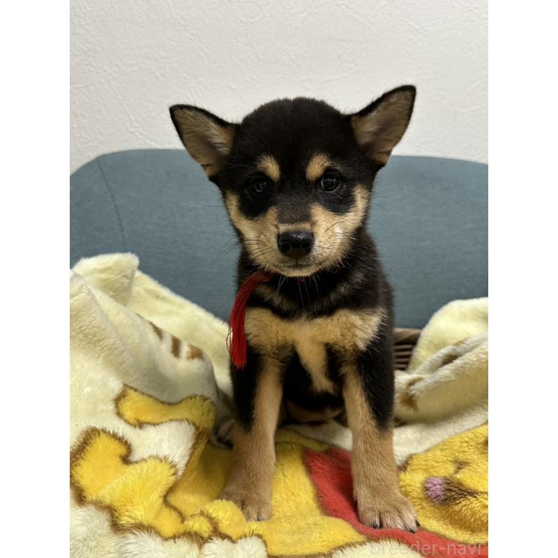 販売中の岡山県の豆柴-406198の7枚目