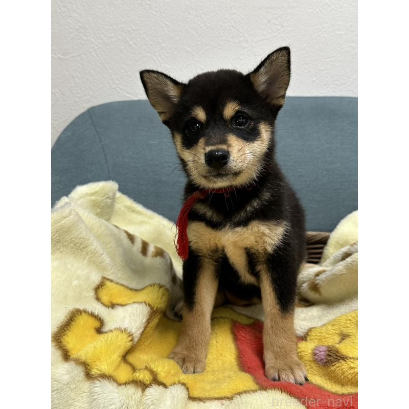 販売中の岡山県の豆柴-406198の4枚目