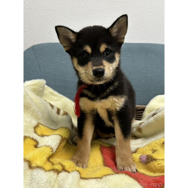 販売中の岡山県の豆柴-406198の3枚目