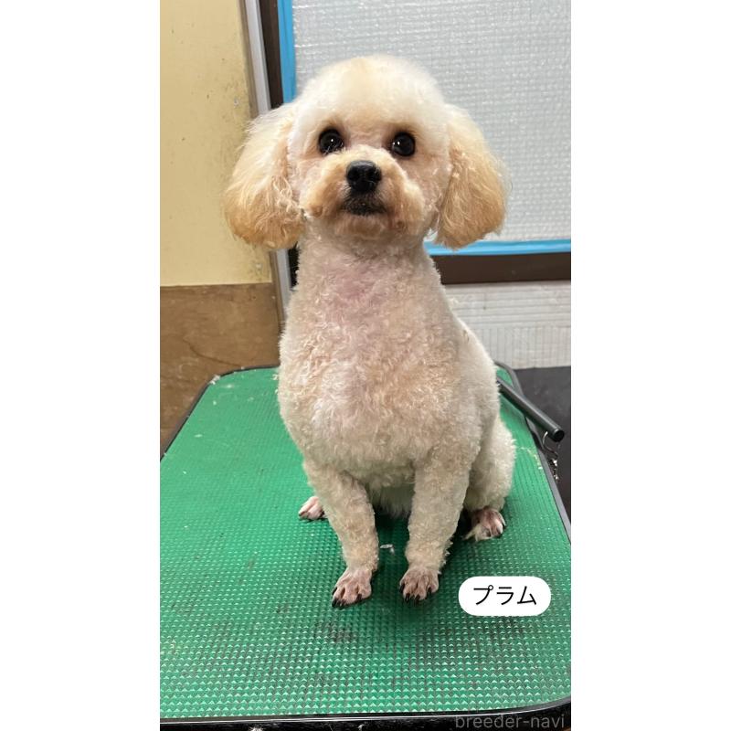 プラムちゃん1枚目