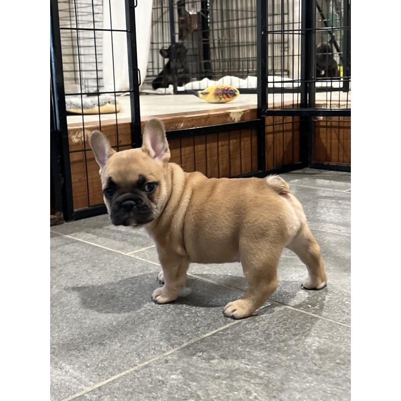 成約済の愛媛県のフレンチブルドッグ-414982の4枚目