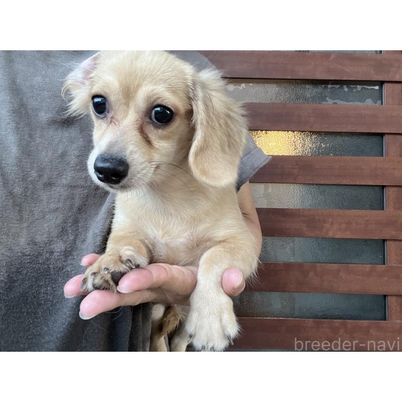 販売中の沖縄県のチワックス:チワワ×ミニチュアダックスフンド-403425の5枚目