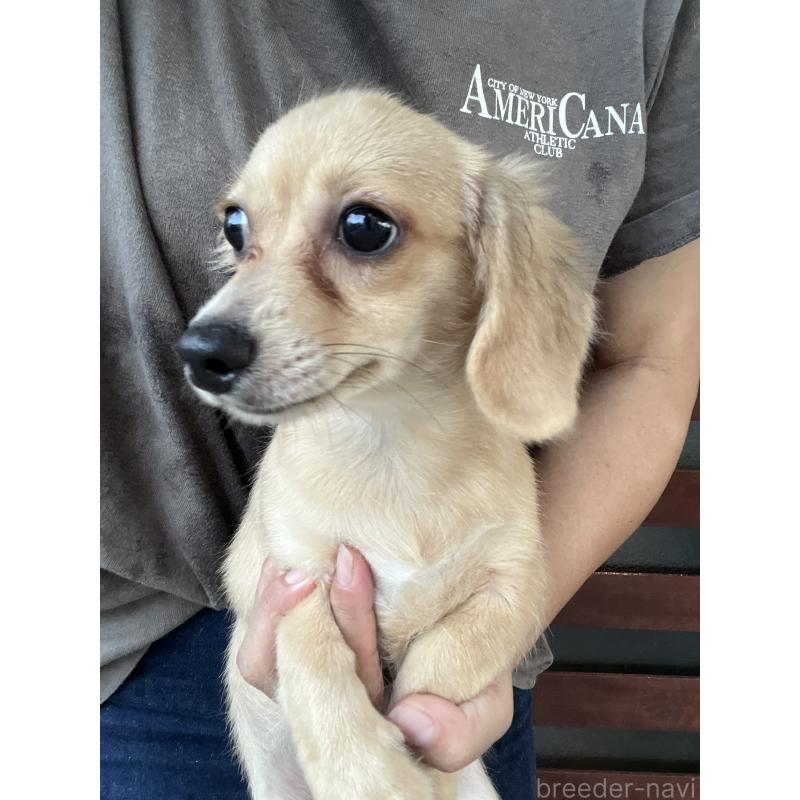 販売中の沖縄県のチワックス:チワワ×ミニチュアダックスフンド-403425の4枚目