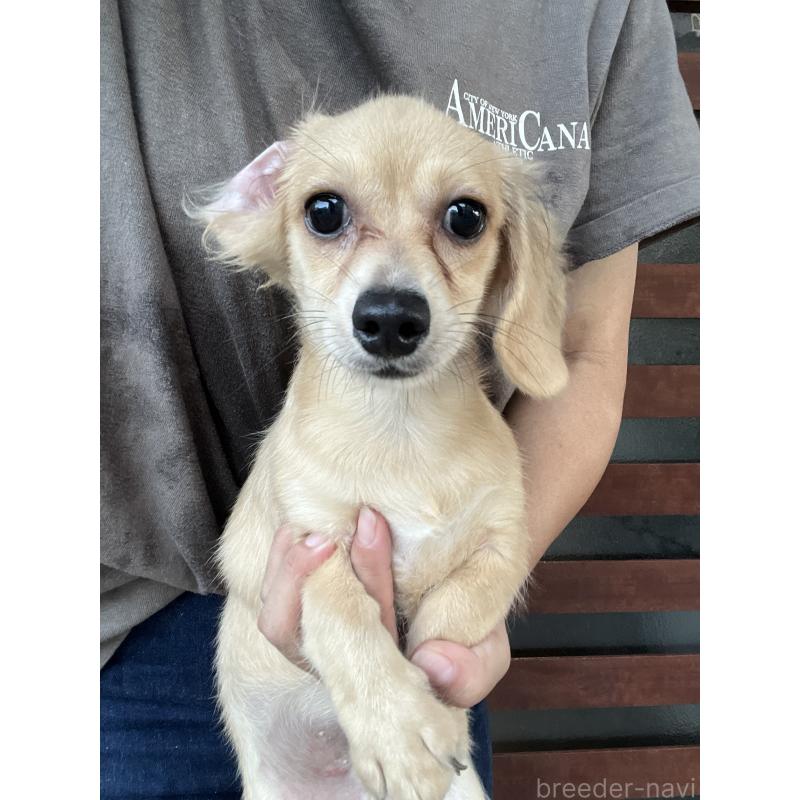 販売中の沖縄県のチワックス:チワワ×ミニチュアダックスフンド-403425の3枚目