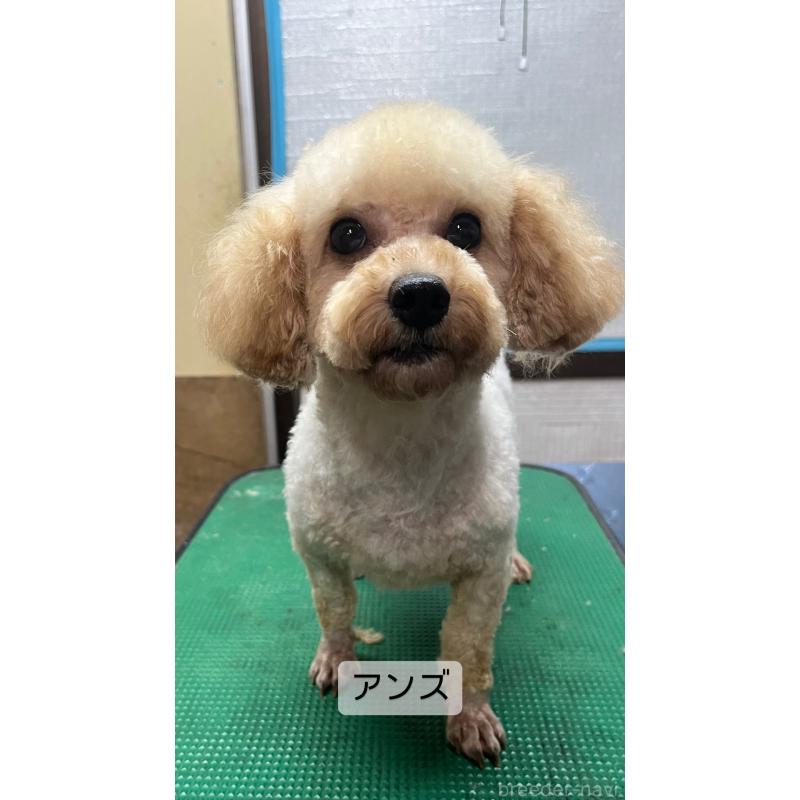あんずちゃん1枚目