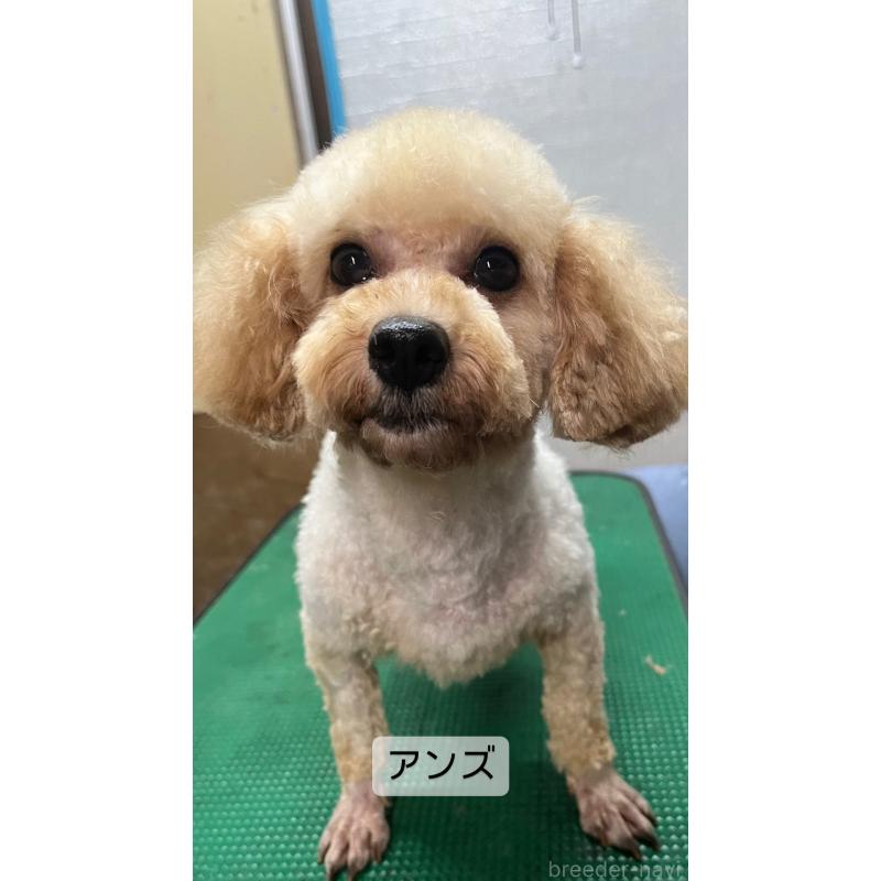 あんずちゃん1枚目