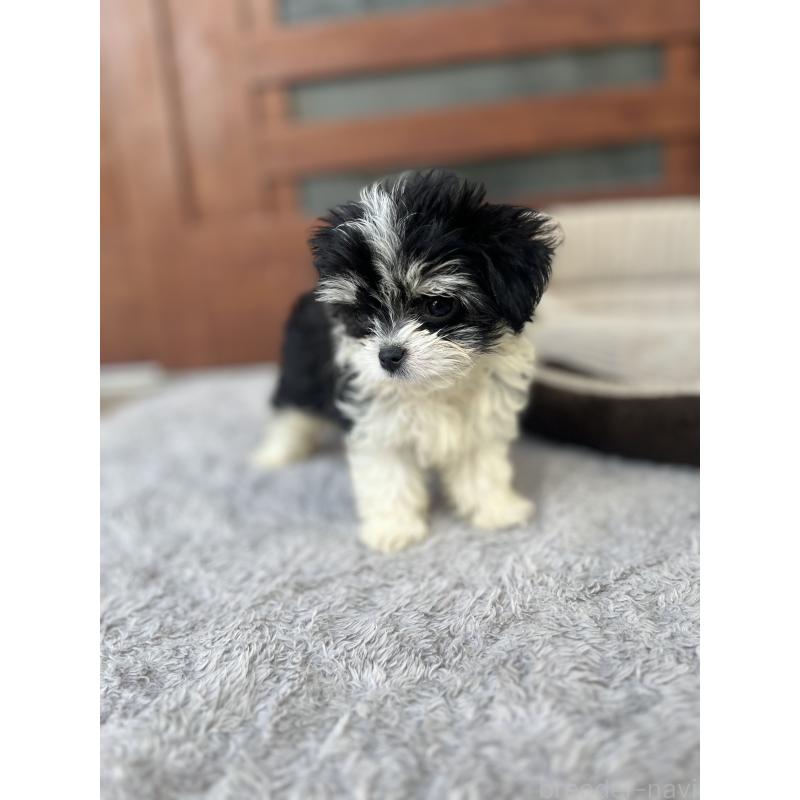 成約済の沖縄県のチワマル:チワワ×マルチーズ-414960の2枚目