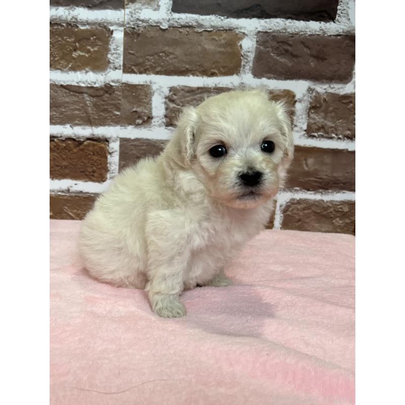 販売中の鹿児島県のミックス犬-418485の7枚目