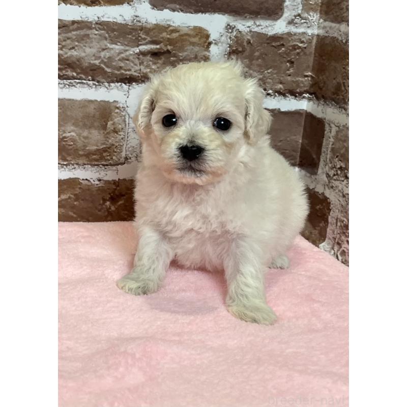 販売中の鹿児島県のミックス犬-418485の6枚目
